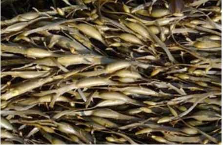 Wireweed diagnostic features - Knotted wrack (Ascophyllum nodosum)