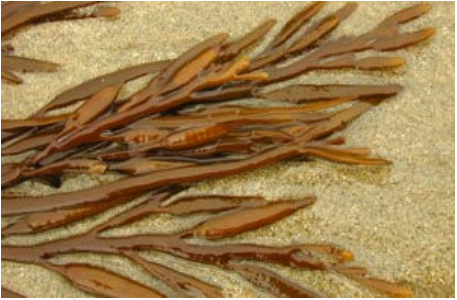 Wireweed diagnostic features - Sea oak (Halidrys siliquosa)