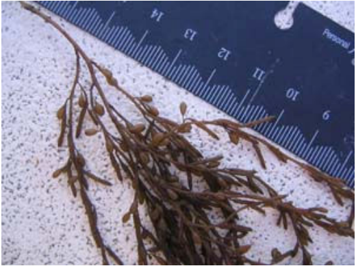 Wireweed diagnostic features - close-up