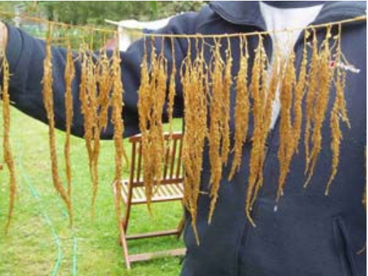 Wireweed diagnostic features - wireweed washing line