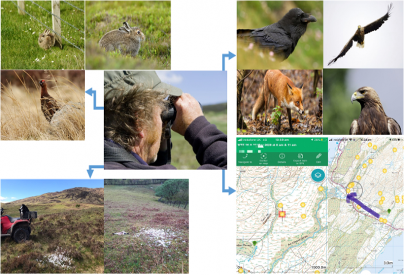 Sea Eagle Management Scheme - variety of images on enhanced shepherding