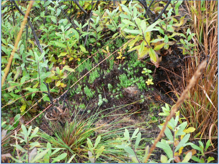 Figure 2 - Mixed vegetation recovering after burning