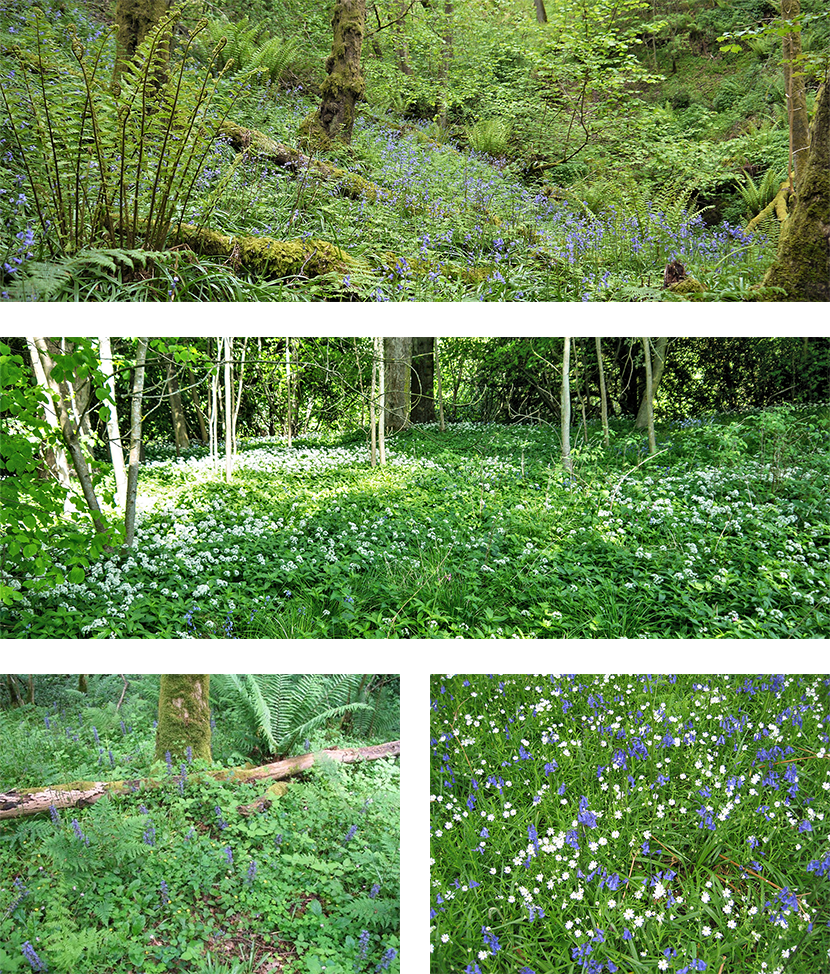 Wildflowers and bluebells in woodlands