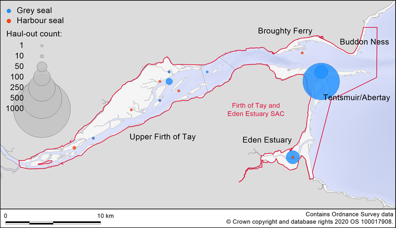 Map showing seal counts in Firth of Tay and Eden Estuary SAC