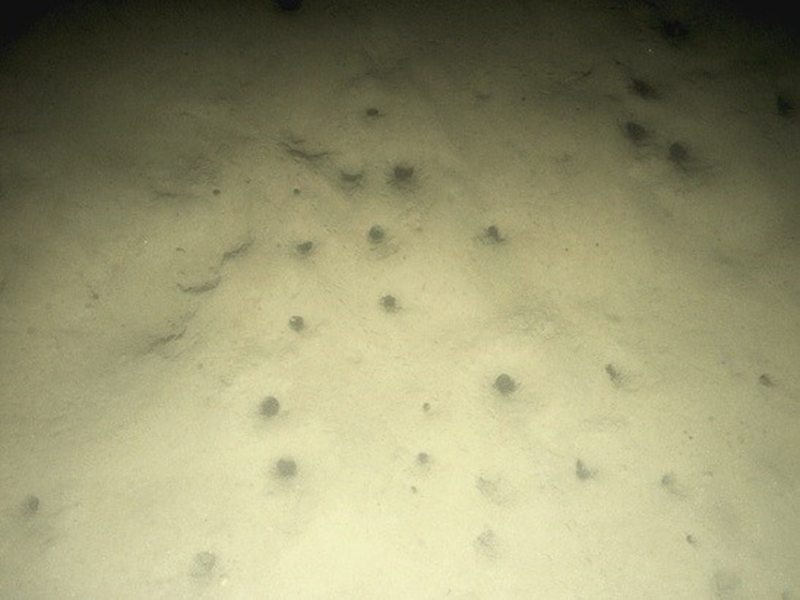 Seapens and burrowing megafauna in circalittoral fine mud biotope