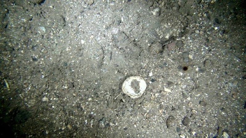 Circalittoral mixed sediment biotope