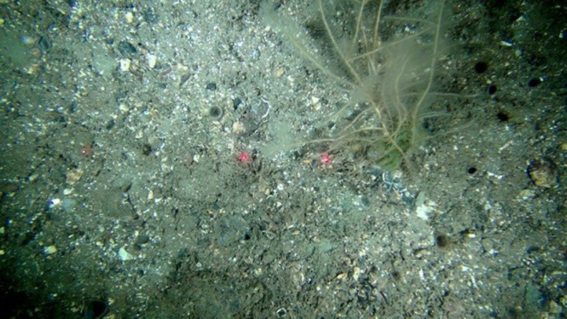 Cerianthus lloydii with Nemertesia spp.and other hydroids in circalittoral muddy mixed sediment biotope