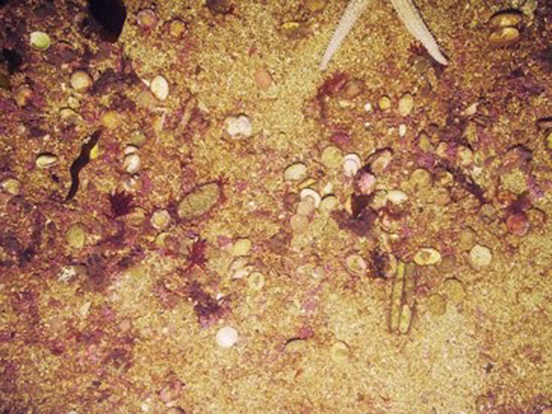 Maerl beds biotope