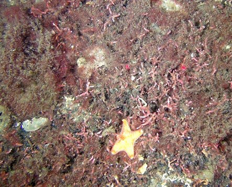 Phymatolithon calcareum maerl beds with red seaweeds in shallow infralittoral clean gravel or coarse sand biotope
