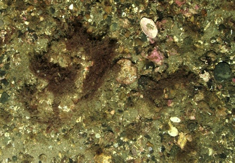 Kelp and seaweed communities on sublittoral sediment biotope