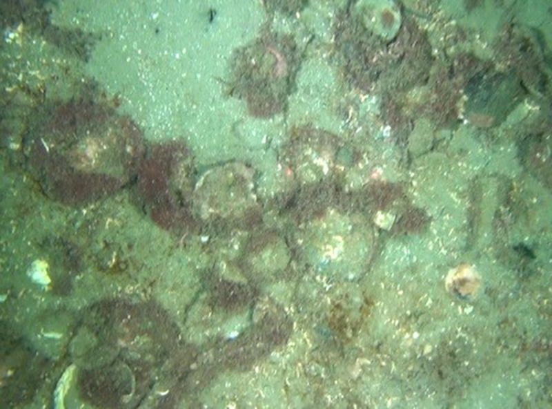 Saccharina latissima and red seaweeds on infralittoral sediments biotope