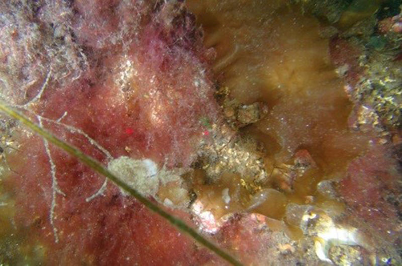 Saccharina latissima and robust red algae on infralittoral gravel and pebbles biotope