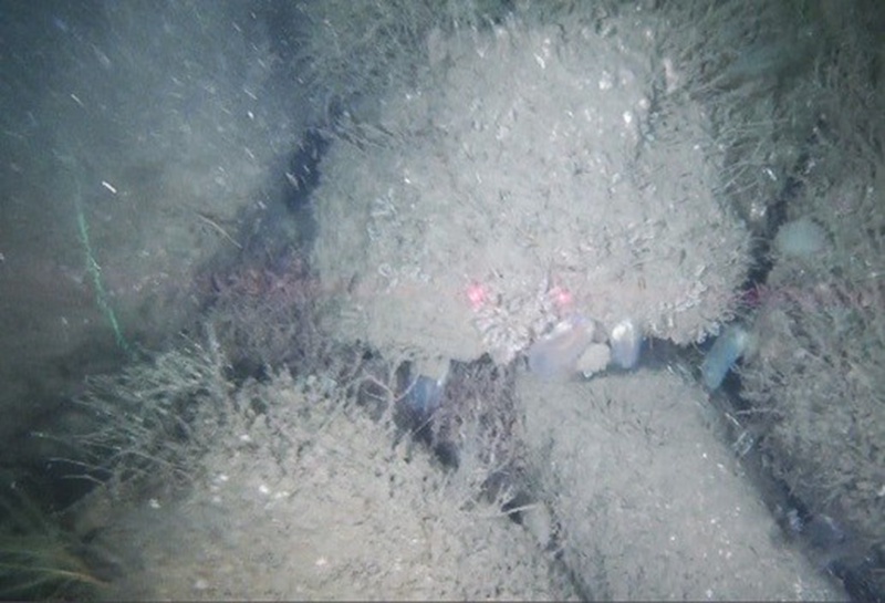 Brachiopod and ascidian communities biotope