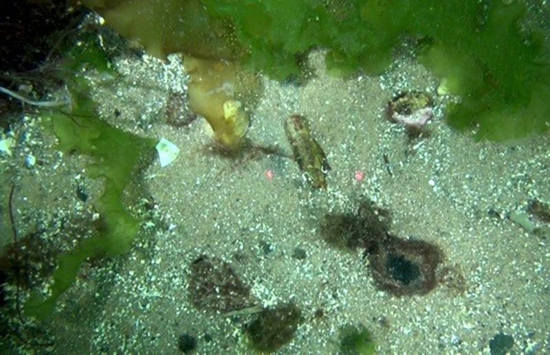 Saccharina latissima and filamentous red algae on infralittoral sand biotope