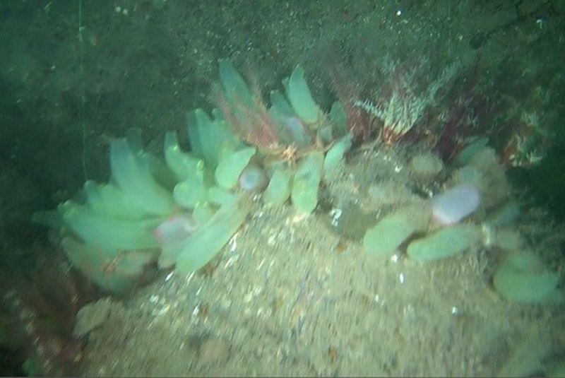 Antedon spp., solitary ascidians and fine hydroids on sheltered circalittoral rock biotope
