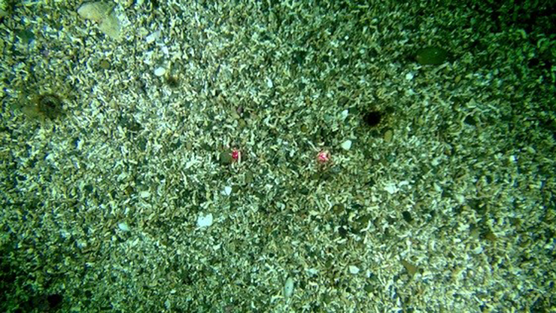 Infralittoral coarse sediment biotope