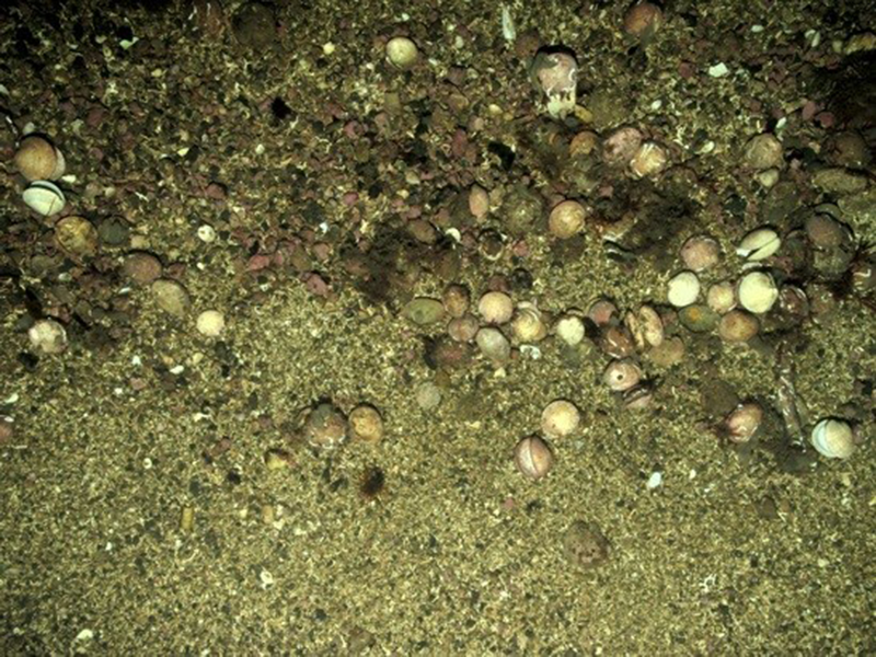 Circalittoral coarse sediment biotope