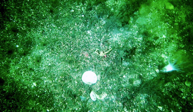 Neopentadactyla mixta in circalittoral shell gravel or coarse sand biotope