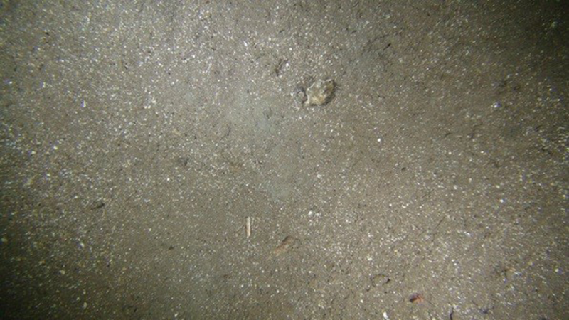 Circalittoral muddy sand biotope