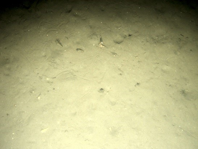 Circalittoral sandy mud biotope