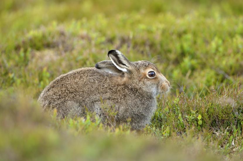 Home page header - mountain hare
