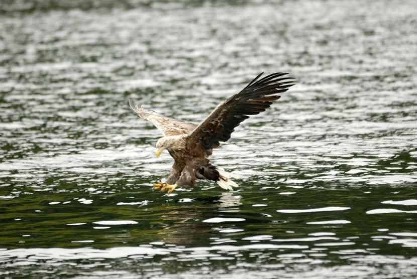 Large bird of prey flying above water.
