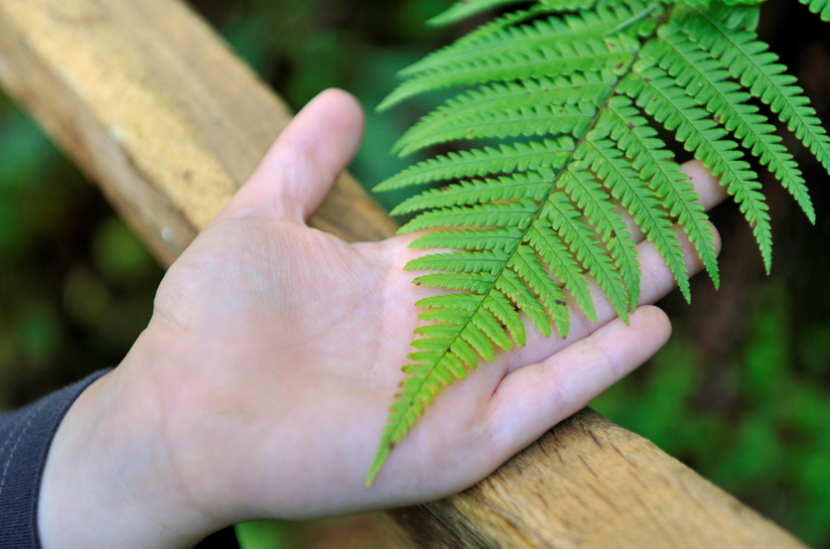A hand holding a fern frond to show the textures and shapes.