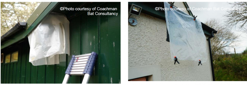 Examples of bat flap excluder protected from the weather