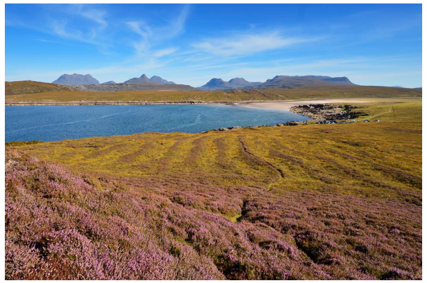 Lazy Beds and heather at Achnahaird Bay