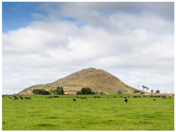 A hill surrounded by land with cattle 