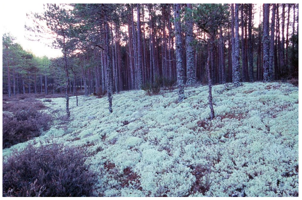 Dunes planted with Scots Pine woodland and lichen ground layer.