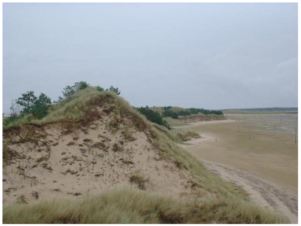 Blown sand dune with pioneer species at Culbin Sands
