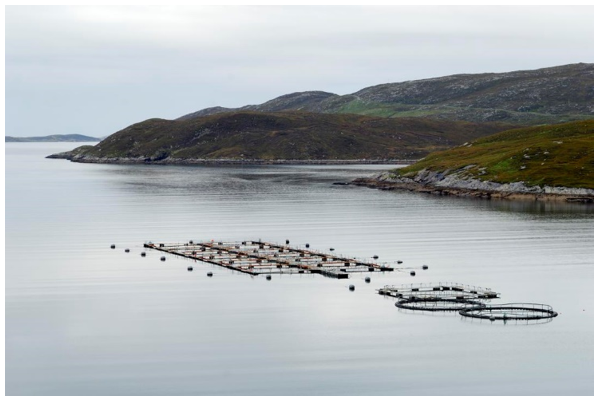 Circular and rectangular aquaculture enclosures within a inlet with rocky shores