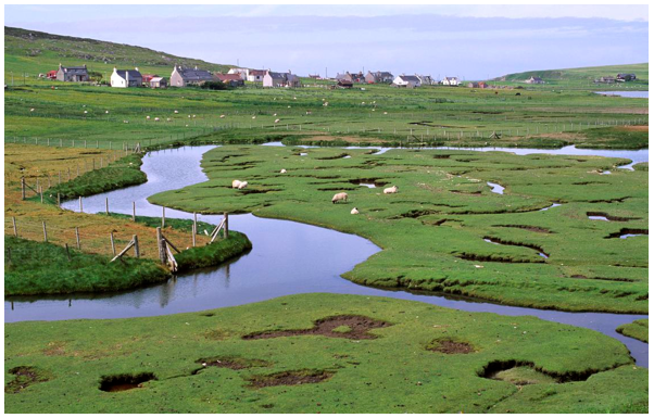 Village of Northton in the background with sheep grazing on salt marsh in the foreground.