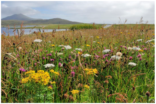 Calcareous Machair grassland with a variety of wild flowers.