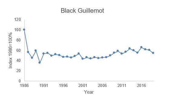 The data for the graph on Black Guillemot - breeding numbers is provided in table 6