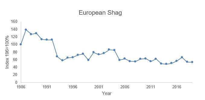 The data for the graph on European Shag - breeding numbers is provided in table 8
