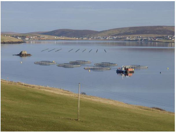 Circular aquaculture enclosures and lines of mussel farm within Busta voe 