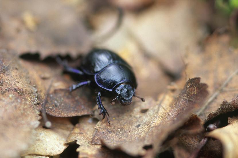 Dor beetle on a pile of leaves