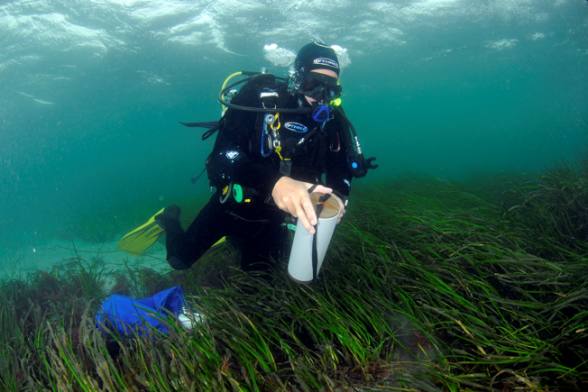A diver collecting a core sample in a seagrass bed