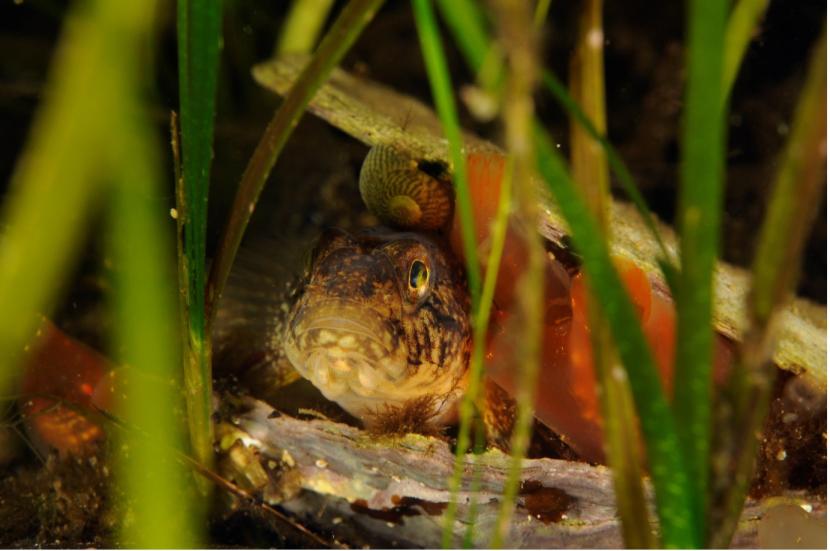 A black goby hiding amongst seagrass