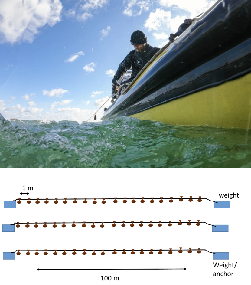 Deploying BoSSLines from a boat and schematic of the lines on the seabed