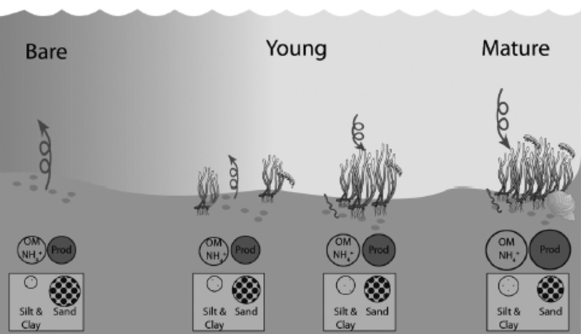 Conceptual diagram of the measured changes in structural and functional characteristics over time of restored Zostera marina beds in the USA