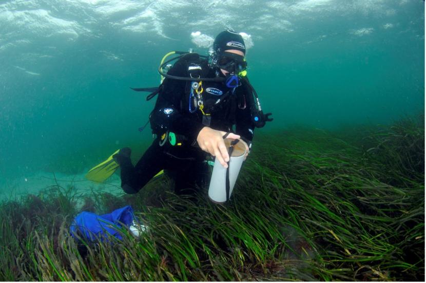 A diver collecting a core sample for infaunal analysis from a seagrass bed in the Sound of Barra