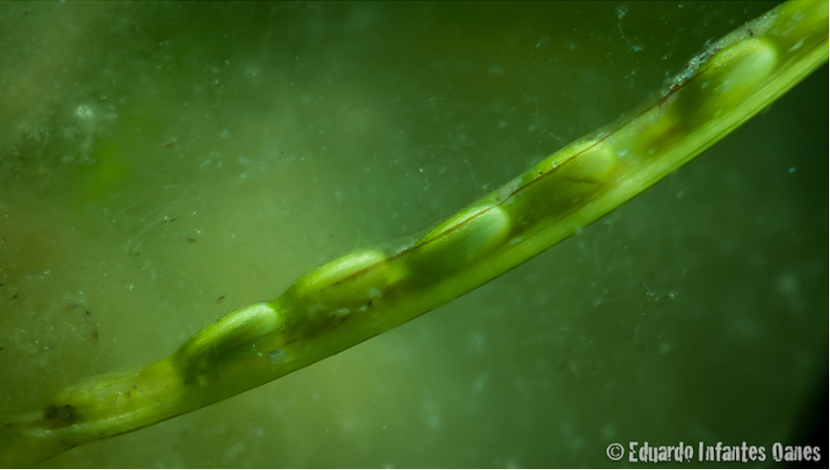 Zostera marina seeds developing in a spathe from a flowering shoot