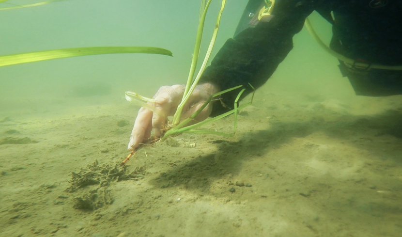 Image of a seagrass shoot being inserted into the sediment underwater by a SCUBA diver.