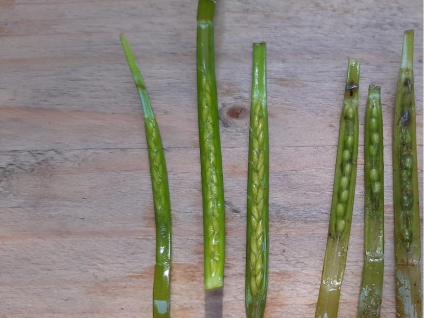 Zostera marina seed stages: seeds on the left are immature (not quite ready for harvesting), middle are ripe, the ones on the far right are mature and dropping