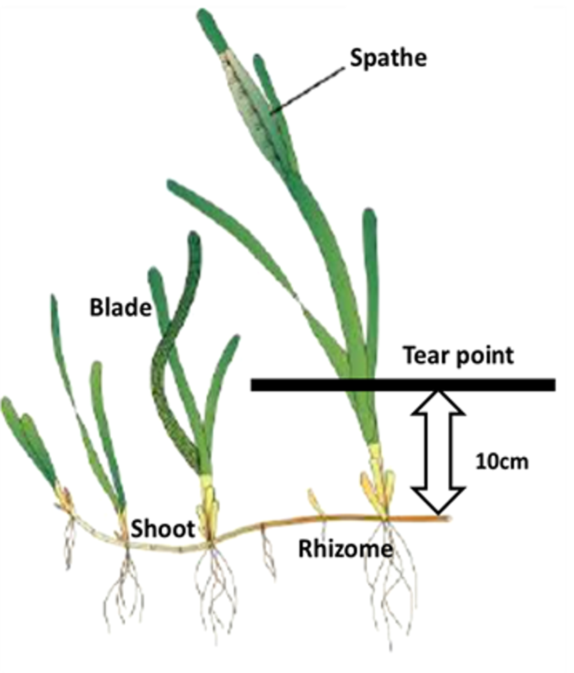 Basic structure of a seagrass plant showing the leaves, shoots and rhizome in relation to the tear point for seed collection.