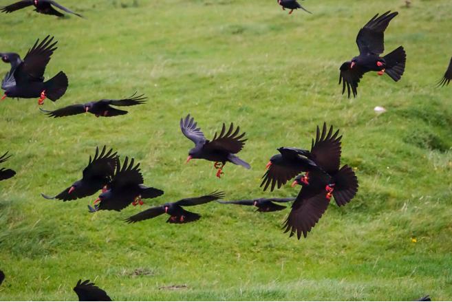 A flock of red-billed choughs over grassland