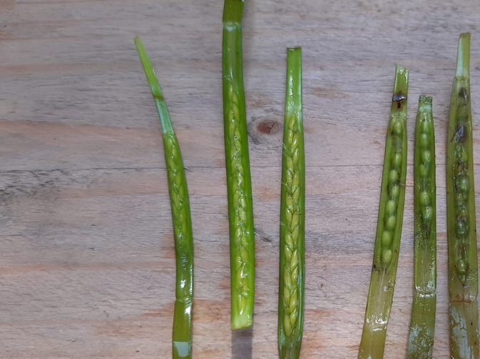 samples of seagrass which have been sliced open to show the stage of the seeds inside.